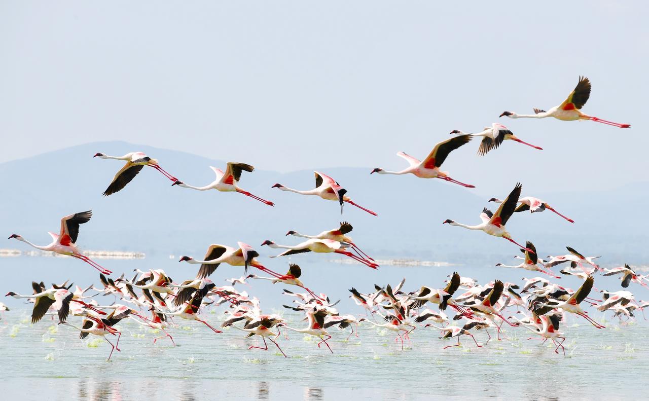 Mbweha Camp Lake Nakuru Elmenteita Εξωτερικό φωτογραφία