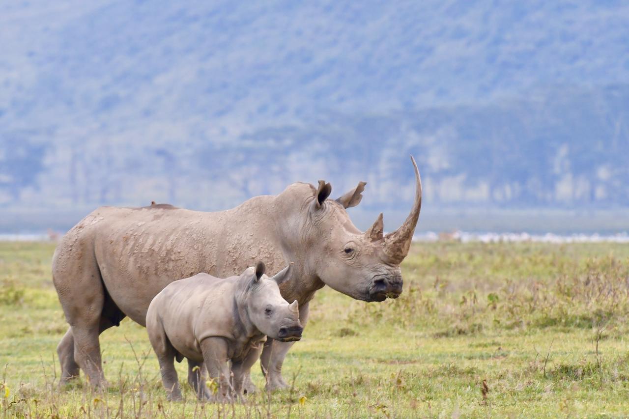 Mbweha Camp Lake Nakuru Elmenteita Εξωτερικό φωτογραφία