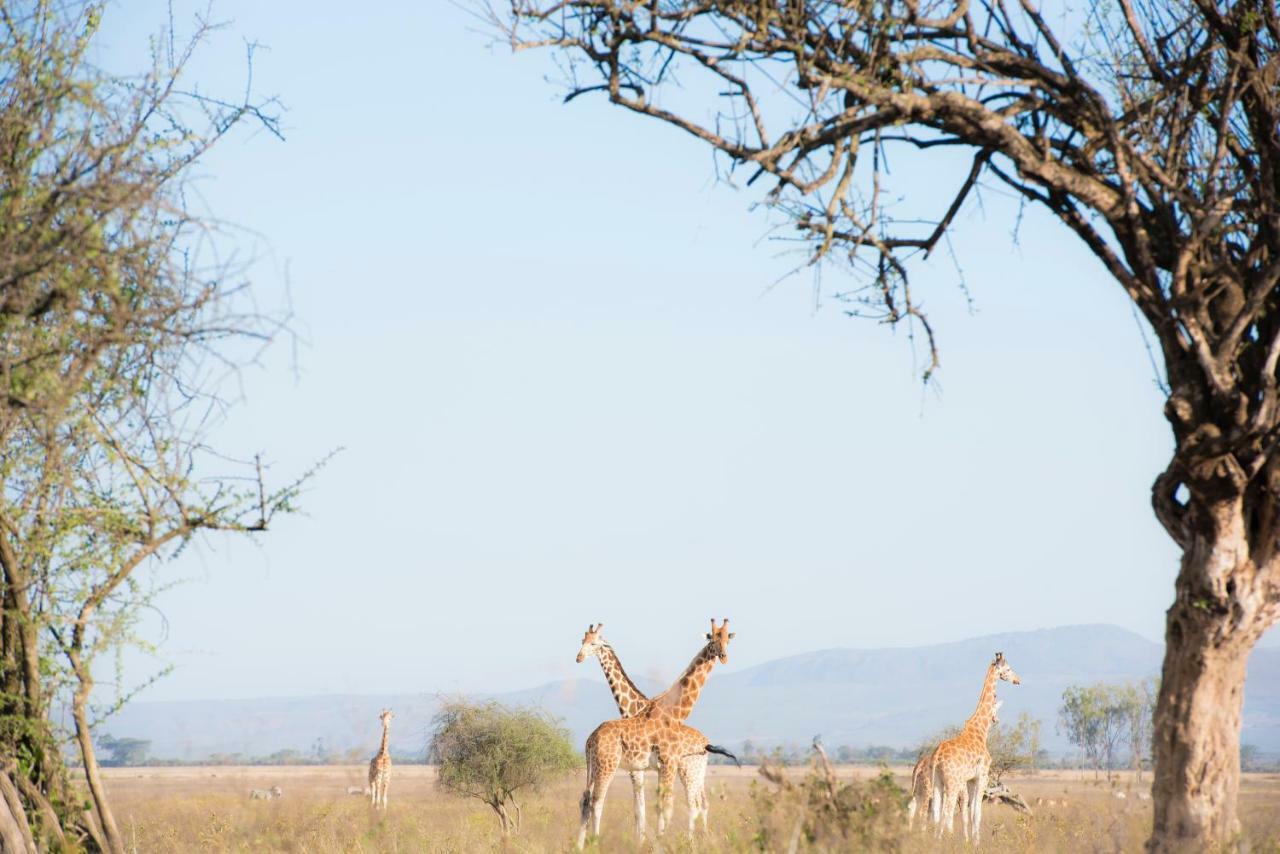 Mbweha Camp Lake Nakuru Elmenteita Εξωτερικό φωτογραφία