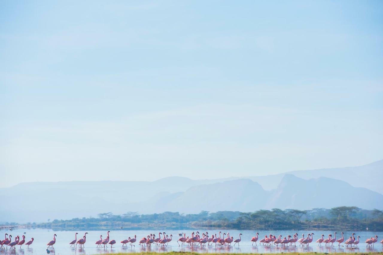 Mbweha Camp Lake Nakuru Elmenteita Εξωτερικό φωτογραφία